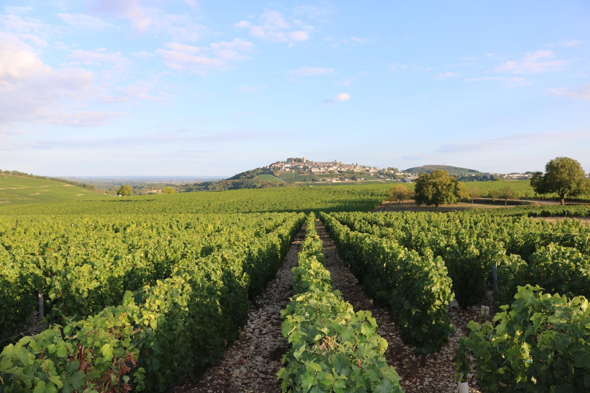 Les vignes